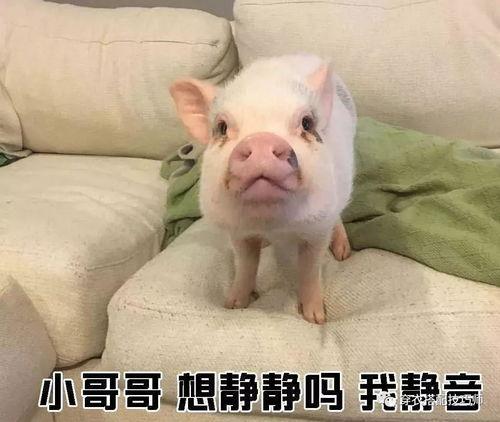 获救猪表情包,获救猪表情包萌动全网，传递温暖与希望  第2张