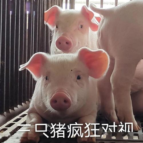 获救猪表情包,获救猪表情包萌动全网，传递温暖与希望  第3张